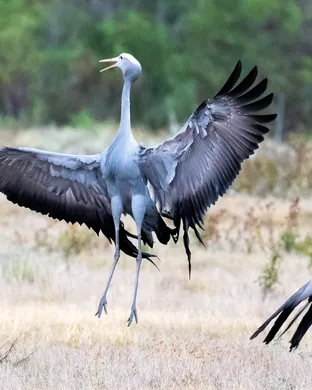 Blue Cranes