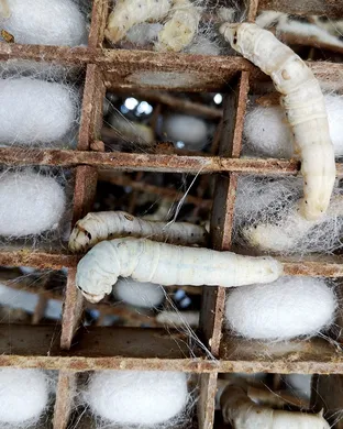 Silkworm Portland